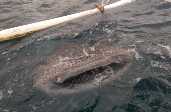 Hiu paus di Pantai Botubarani, Bone Bolango, Gorontalo sangat jinak dan ramah. (Foto: iNews.id/Kastolani)