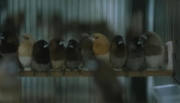 Burung finch Burung finch milik Banu Bimo Ariwibowo. (Foto: YouTube CapCapung)