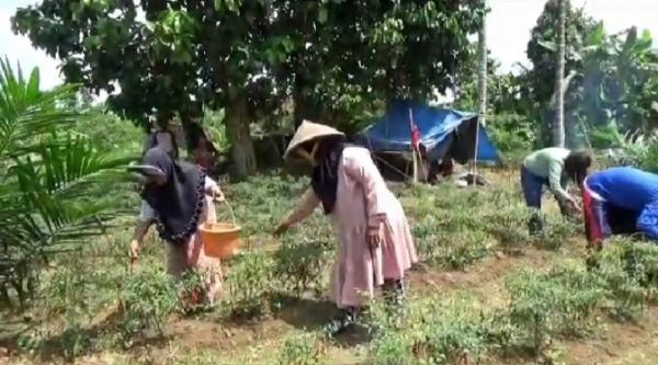 Harga Cabai Anjlok, Petani Cabai Di Muarojambi Beralih Tanam Padi