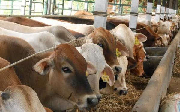 Jelang Idul Adha, Petugas Pantau Kesehatan Hewan Kurban di Palembang 