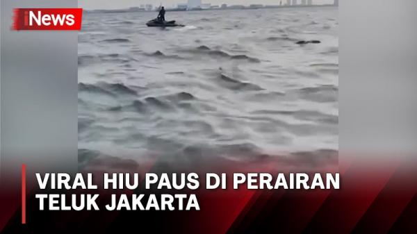 Viral Video Hiu Paus Berkeliaran di Perairan Teluk Jakarta