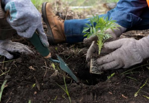 9 Dampak Sistem Tanam Paksa di Indonesia yang Tidak Banyak Diketahui, Apa Saja?