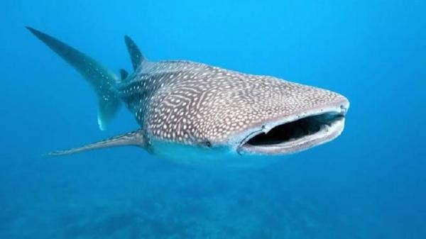 Hiu Paus di Teluk Jakarta, Pemprov DKI Tegaskan Hewan Dilindungi