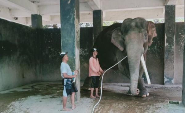  Tambah Koleksi, Semarang Zoo Akan Datangkan 2 Gajah Sumatra 