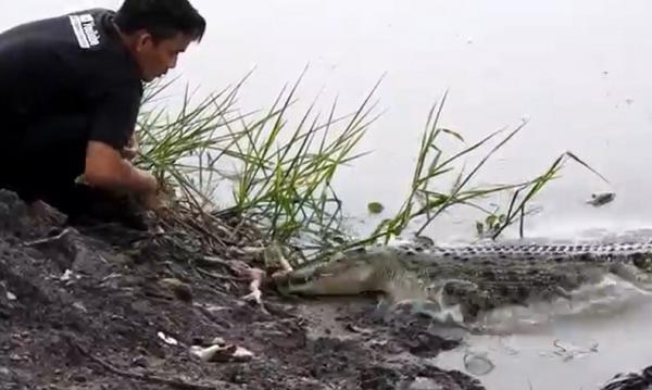 Epriansyah memberi makan buaya di Sungai Rangkui, Pangkalpinang, Bangka Belitung. (Foto: Haryanto)