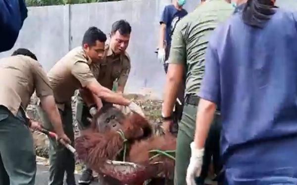 Orang utan dewasa berbobot 76,5 kilogram kabur dari kandang saat akan menjalani pemeriksaan kesehatan. (Foto : Sigit Dzakwan Pamungkas)
