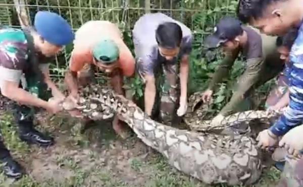 Ular piton sepanjang 5 meter dievakuasi anggota TNI AU usai memangsa dua ekor rusa di kandang Lanud Haluoleo Kendari. (Foto: iNews/Febriyono Tamenk)