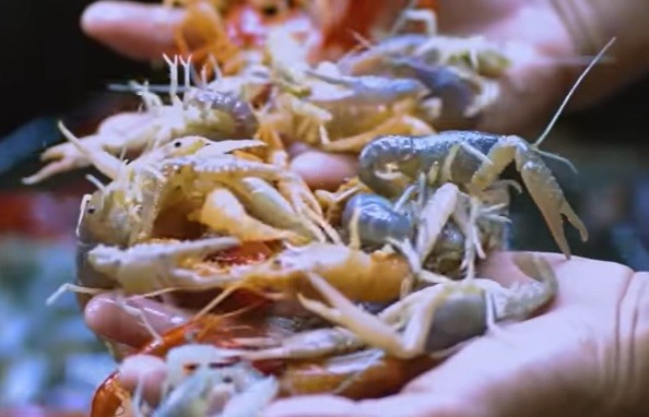 Lobster hias air tawar. (Foto: tangkapan layar)