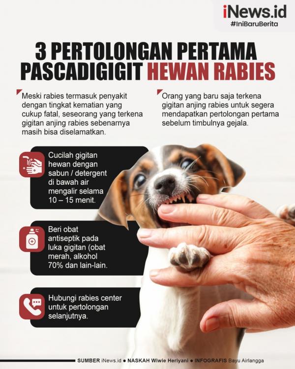 Infografis pertolongan pertama digigit hewan rabies. (foto: tim gratis iNews)