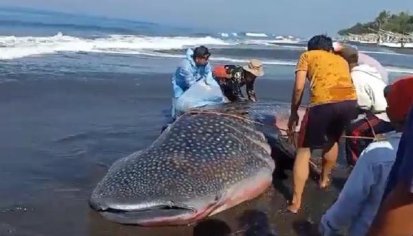 Hiu paus terdampar di Pantai Yeh Kuning, Kabupaten Jembrana, Bali. (Foto: Nyoman Sudika)