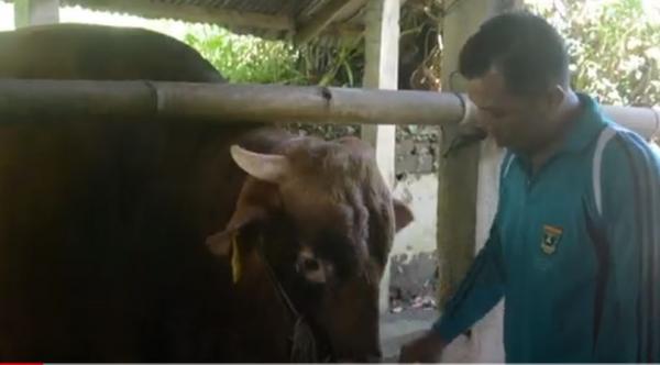 Aipda Eko Setyawan merawat sapi limosin bernama Arjuna yang terpilih sebagai hewan kurban Presiden Jokowi. (Foto: iNews/Agung Sulistyo)