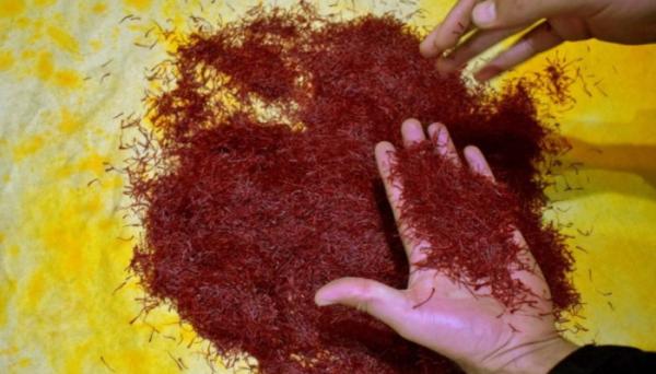 Safron, salah satu makanan termahal di dunia. Foto: Reuters