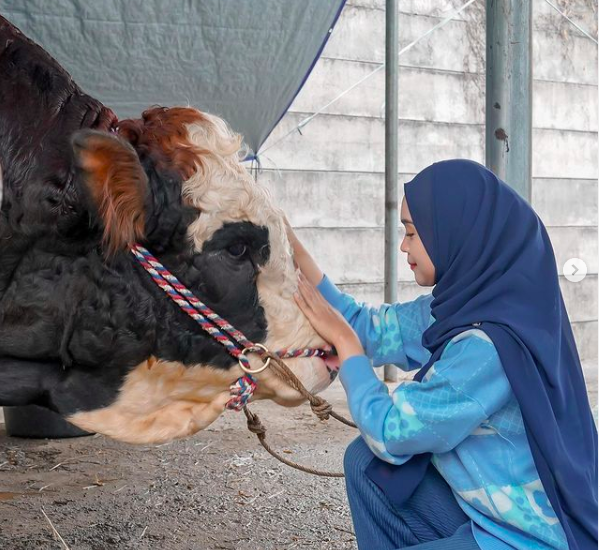 Ria Ricis Kurban Artis Kurban Sapi terbesar dan termahal. (foto: Instagram)