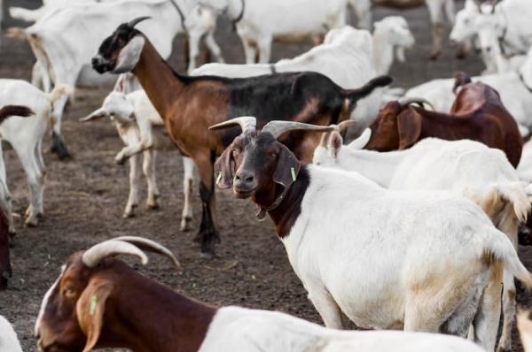Berkurban merupakan amalan utama di Bulan Dzulhijjah. (freepik)
