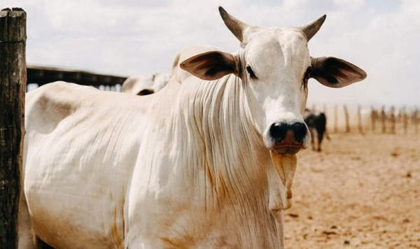 Ini Dia Sapi Termahal di Dunia, Harganya Rp64 Miliar
