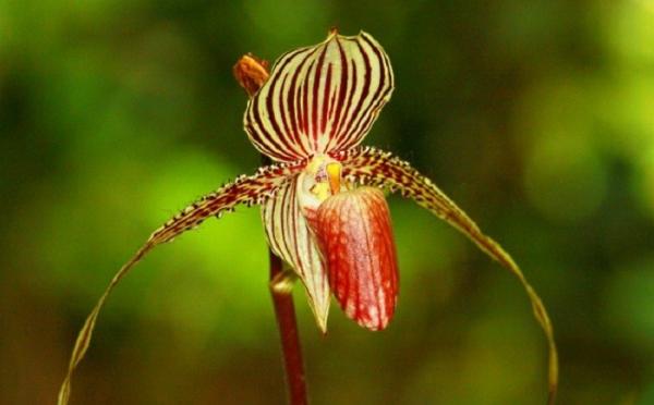 Bunga Rothschild's Slipper Orchid