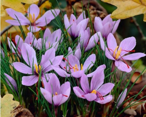 Bunga Saffron Crocus