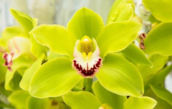 Bunga Shenzhen Nongke Orchid