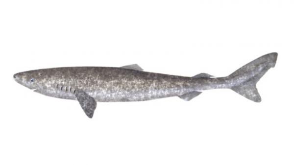 10 Hewan dengan Durasi Umur Terlama di Bumi, Nomor 1 dan 2 Berpotensi Hidup Selamanya