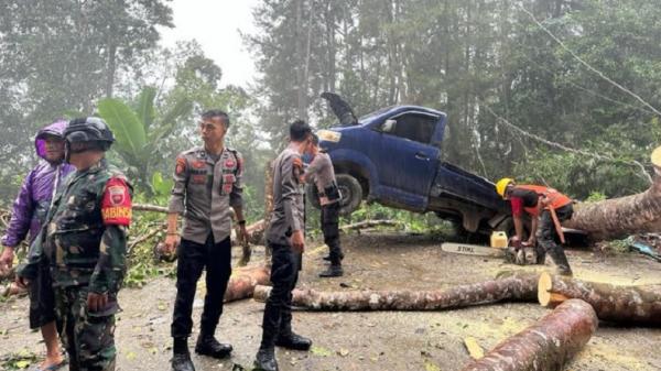 Pohon tumbang di tepi ruas Jalan Trans Sulawesi Desa Lalingato, Kecamatan Tirawuta, Kabupaten Kolaka Timur (Koltim), Sulawesi Tenggara (Sultra), Jumat (7/7/2023). (Foto: Muh Rusli).