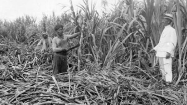 Deretan Tokoh yang Menentang Sistem Tanam Paksa dari Belanda, dari Politikus hingga Golongan Pengusaha
