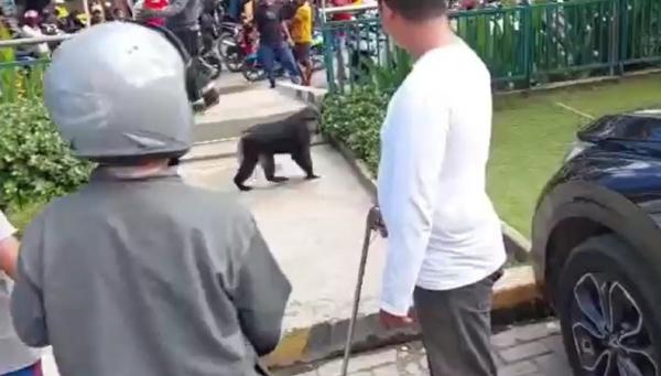 Monyet endemik Sulawesi jenis Macaca Tongkeana keliaran di Kota Palopo. (Foto: Nasruddin Rubak)