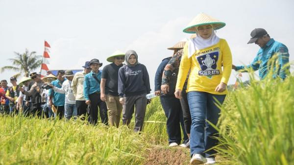 Ratusan Petani Purwakarta Panen Raya Musim Gadu, Produksi Padi Surplus