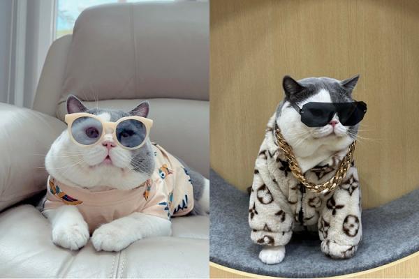 Ecan, si kucing British Shorthair yang menggemaskan.