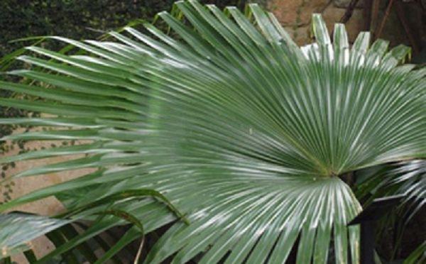 Pohon Gebang Pohon Gebang. (Foto: Istimewa)