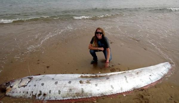 Fakta-Fakta Ikan Oarfish yang Dikaitkan dengan Gempa, Bisa Mencapai Panjang 17 Meter