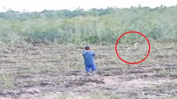 Viral Penampakan Kobra Putih Berukuran Besar di Ketapang, Netizen Sebut Raja Ular (Foto: Tangkapan Layar)