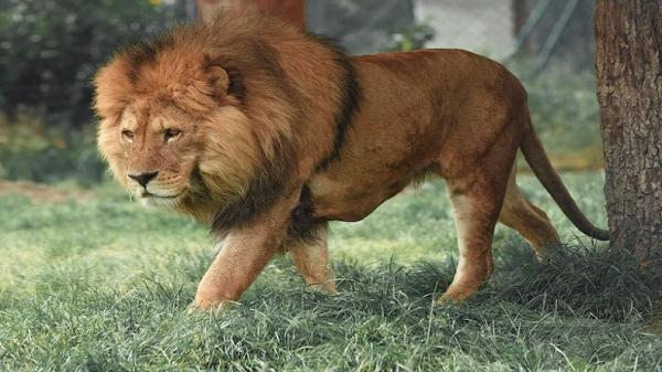 Gift Singa di Tiktok Berapa Rupiah? Ternyata Setara Smartphone! 