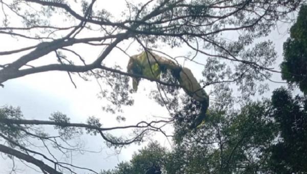 Atlet Paralayang Tersangkut Pohon di Gunung Mas Puncak, Damkar Turun Tangan