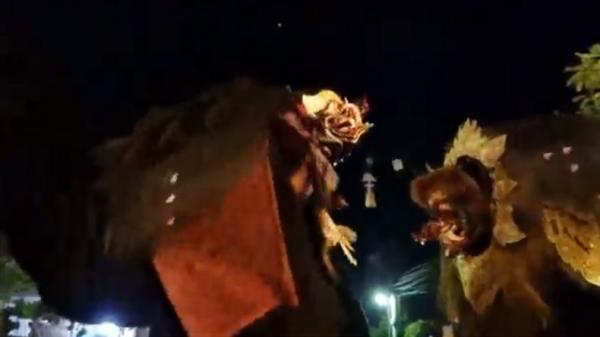 Pemuda di Tabanan Gelar Acara Mepetuk Barong Bangkal sebelum Hari Raya Kuningan (Foto: iNews/I Wayan Diana Putra)