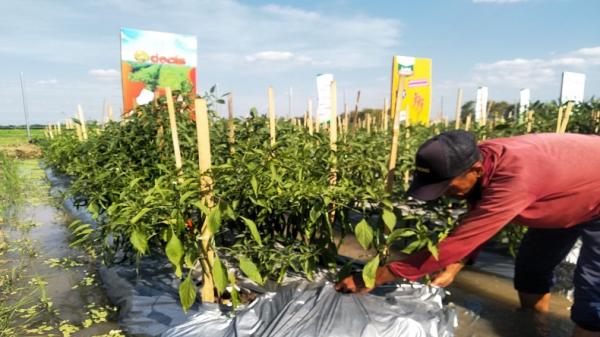 Mengintip Pusat Penelitian Pertanian Terbesar Kedua se-Asia Tenggara di Bayer JUARA, Klaten, Jateng (Foto: iNews/Nani Suherni)