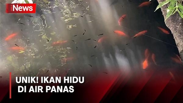 Bikin Takjub! Ikan Hidup di Air Panas Suhu 40 Derajat Celcius di Banjarnegara
