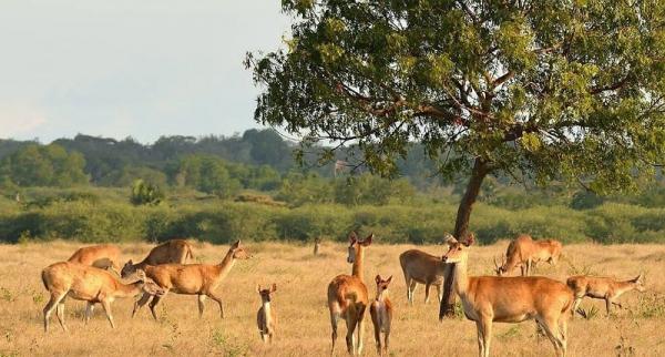 Simak! Daftar Taman Nasional dan Taman Wisata Alam Kemenhut Tutup di Libur Lebaran