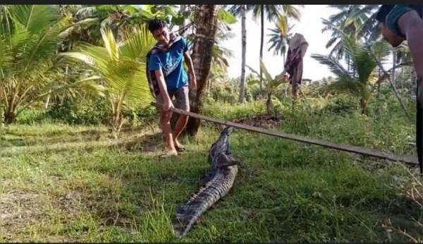 Ngeri Buaya Muara Sepanjang Meter Masuk Empang Warga Di Buton Utara