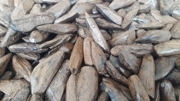 Kayu Termahal di Indonesia, Kaya Gaharu (Foto: iNews/Nani Suherni)