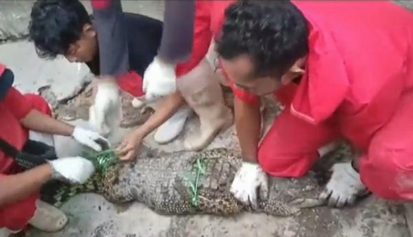 Penangkaran Buaya OKI Sumsel Penangkaran Buaya OKI Sumsel. (Foto: Firdaus)