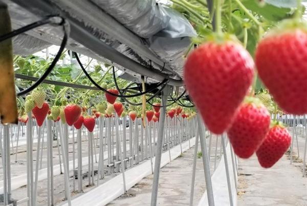 Sembikiya Queen Strawberries