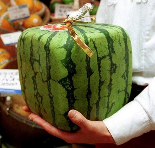 Square Watermelon
