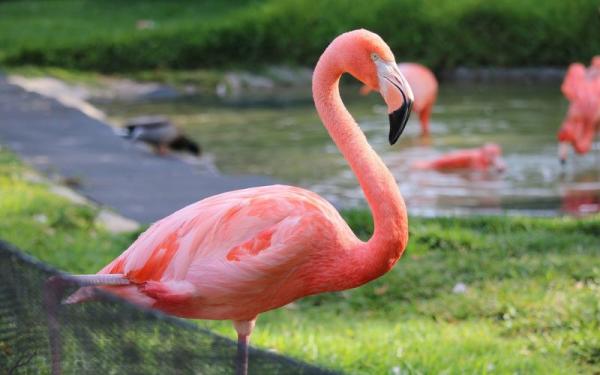 Flamingo. (Foto: Pixabay)