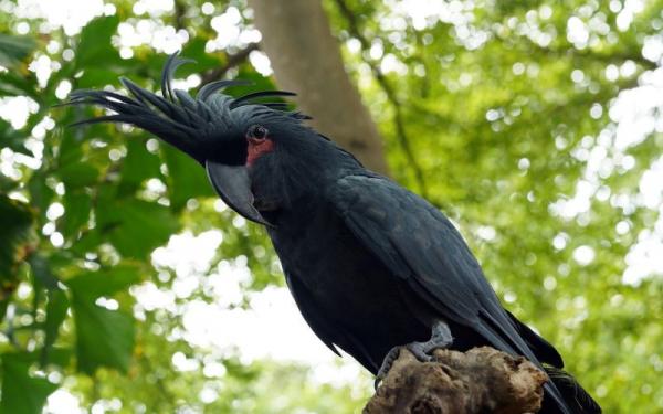 Kakaktua Jambul Hitam. (Foto: pixabay)