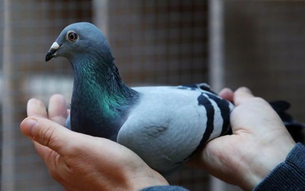Merpati Balap. (Foto: Reuters)
