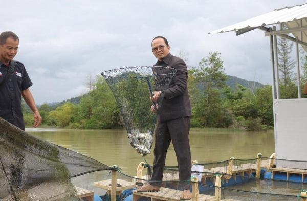 Bupati Bangka Tengah Algafry Rahman melakukan panen raya budidaya ikan tawar di Kolong Air PL Kejora. (Foto: dok Pemkab Bangka Tengah)