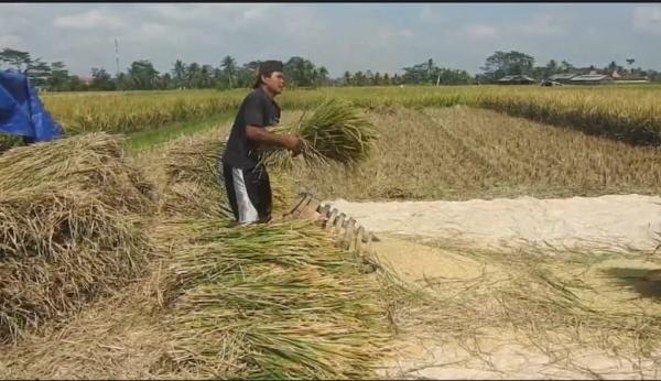 Praktisi Ramal Bulog Bisa Capai Target Serap 3 Juta Ton Beras saat Panen Raya