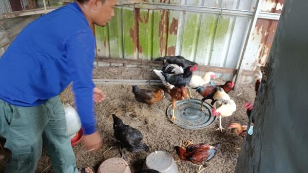 Kisah Sukses Peternak Magot di Batubara 1 Kisah Sukses Peternak Magot di Batubara, Tekan Biaya Pakan dengan Limbah Kantin Inalum (foto: iNews/Wahyudi Aulia Siregar)