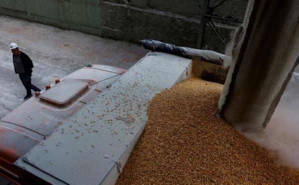 Polandia, Hungaria, dan Slovakia Larang Impor Biji-bijian dari Ukraina, Ini Alasannya