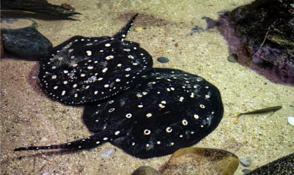 Ikan Polka Dot Stingray